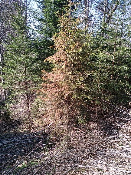 Trobla Velike Lašče | Bolezni in poškodbe gozdnega drevja