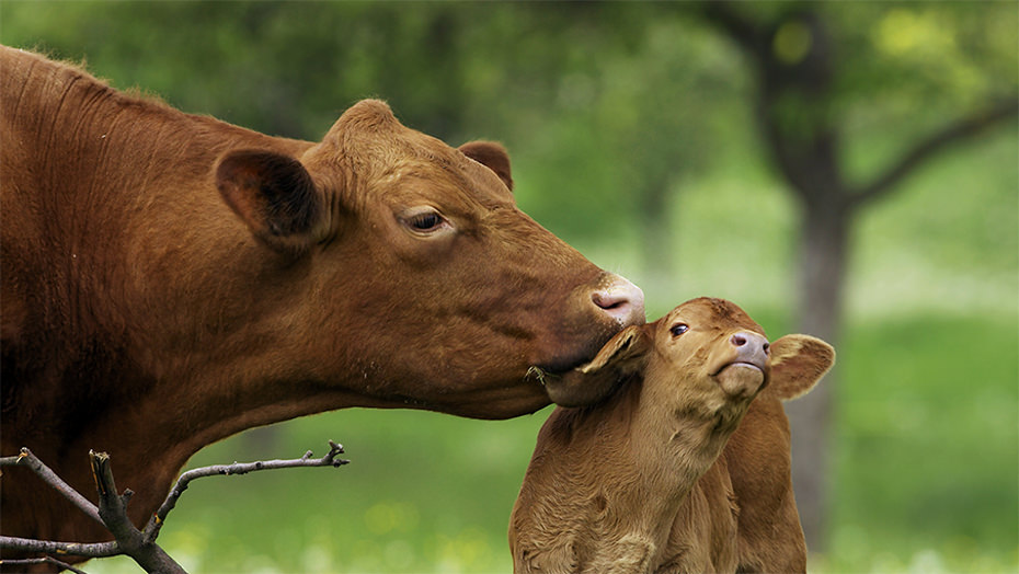 Trobla Velike Lašče | Možno sofinanciranje nakupa govejih živali mesne pasme