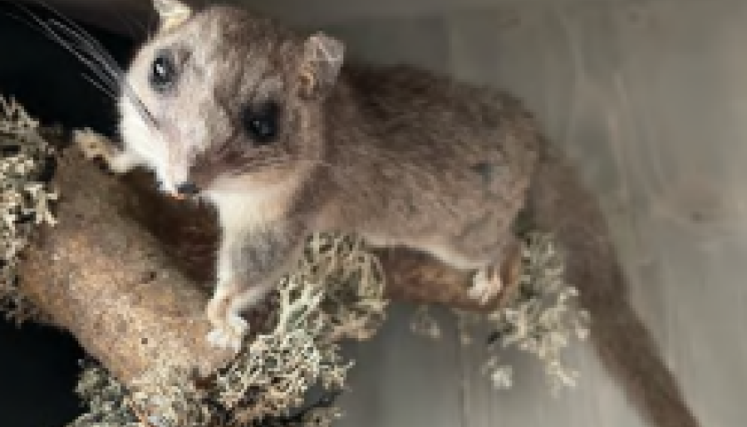 Iz velikolaškega okraja 60
